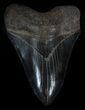Black, Serrated Megalodon Tooth - Georgia #36828-1